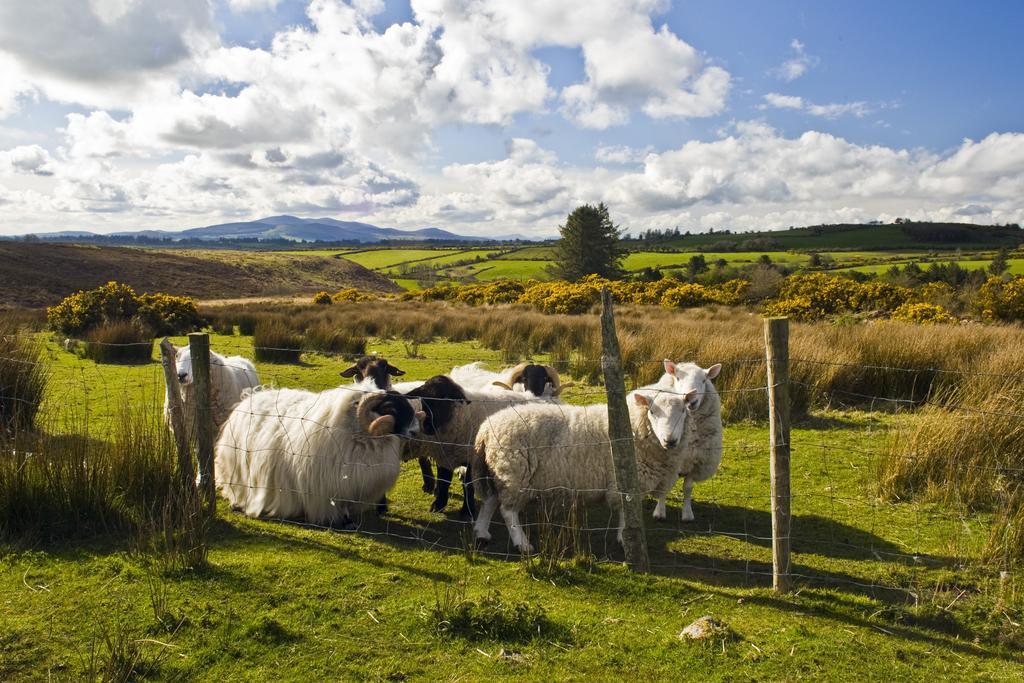 Newtown Farm Country House Ardmore  Exterior foto
