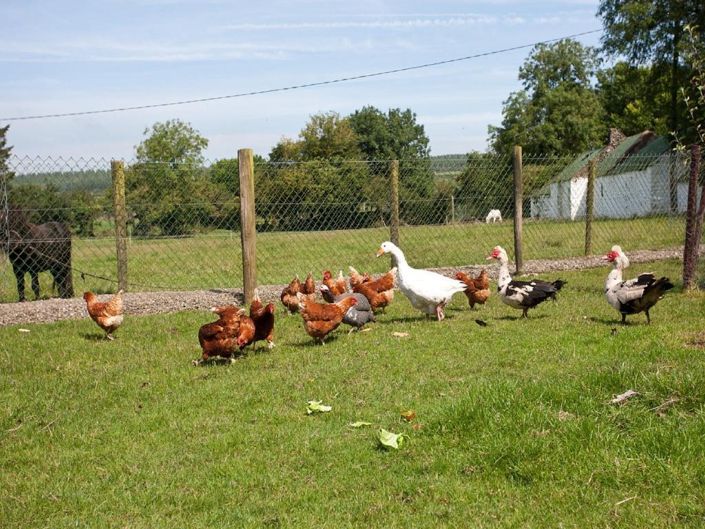 Newtown Farm Country House Ardmore  Exterior foto